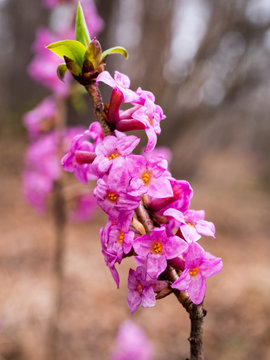 Przedwiośnie w lesie zakwita wawrzynek wilczełyko (Daphne mezereum)