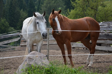 Obraz na płótnie Canvas Weißes und braunes Pferd auf der Koppel