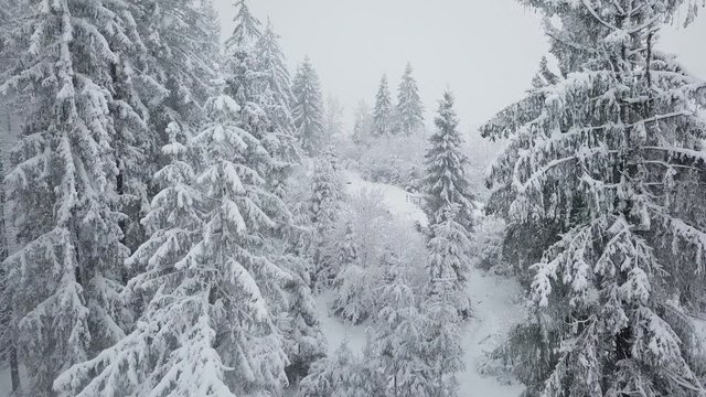Flight over snowstorm in a snowy mountain coniferous forest, uncomfortable unfriendly winter weather.