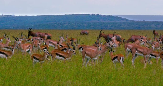 Thomson'S Gazelle & Topi; Maasai Mara Day 5; Maasai Mara, Kenya, Africa