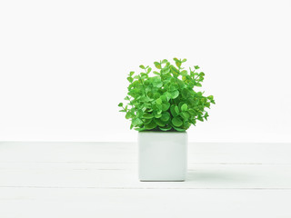 The green plant in pot