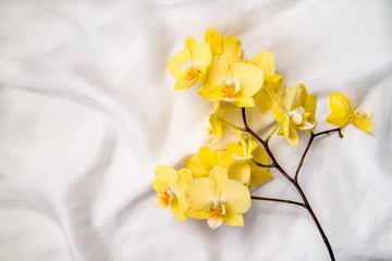 The branch of yellow orchids on white fabric background 