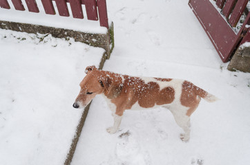 fox terrier standing in snowfall, face of winter, dog covered in snow