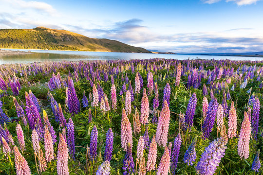 Lupins Field in Lake Tekapo, New Zealand