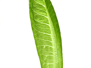 lettuce green leaf salad isolated on white background