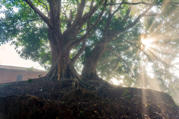 Old tree with sun rays shining through foliage.