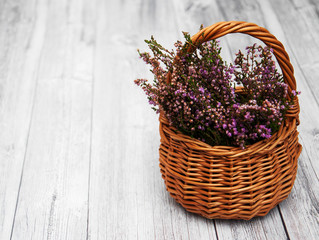 Heather flowers in a basket