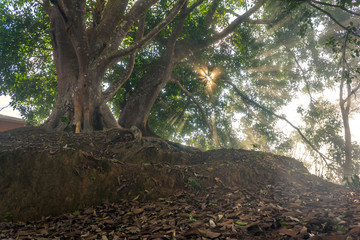 Old tree with sun rays shining through foliage.
