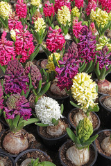 Hyacinth . Field of colorful spring flowers hyacinths plants in pots with bulbs in greenhouse on sunlight for sale. Floral pattern. Background texture photo of hyacinth flowers. Variety of flower bulb