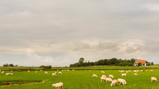 Time lapse of sheep in a meadow on the isle of Texel, The Netherlands.