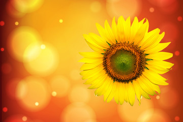 sunflower beautiful, yellow flower