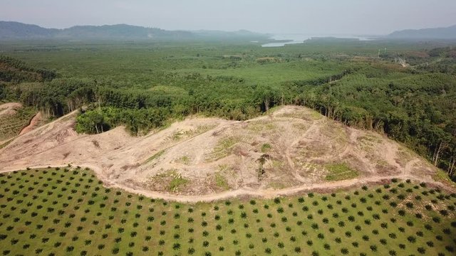 Deforestation. Oil palm plantation at rainforest edge in Southeast Asia