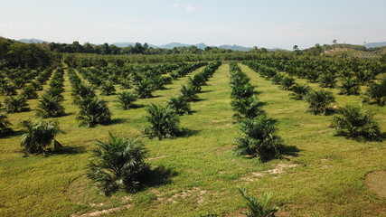Fototapeta na wymiar Oil palm plantations