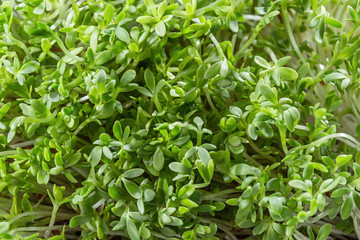 Fresh cress salad isolated on white.