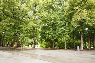 Trees in the park