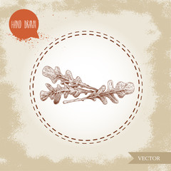 Hand drawn sketch style arugula leaves. Vector illustration isolated on old vintage background. Fresh farm salad.