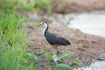 Fototapeta premium The white-breasted waterhen (Amaurornis phoenicurus) is a waterbird of the rail and crake family, Rallidae, that is widely distributed across Southeast Asia and the Indian Subcontinent.