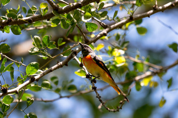 The small minivet is a small passerine bird. This minivet is found in tropical southern Asia