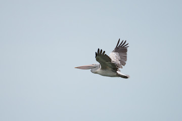 The spot-billed pelican or grey pelican (Pelecanus philippensis) is a member of the pelican family. It breeds in southern Asia.