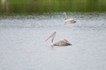 The spot-billed pelican or grey pelican (Pelecanus philippensis) is a member of the pelican family. It breeds in southern Asia.