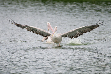 The spot-billed pelican or grey pelican (Pelecanus philippensis) is a member of the pelican family. It breeds in southern Asia.