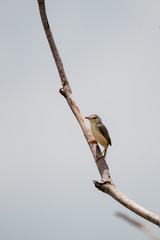 The plain prinia or white-browed wren-warbler