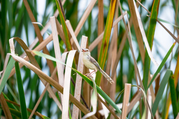 The plain prinia or white-browed wren-warbler