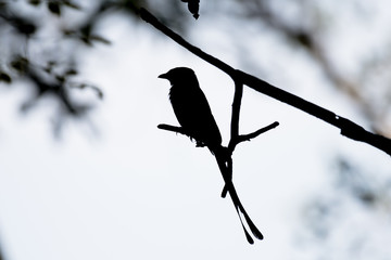silhouette of Black Drongo bird