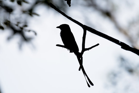 Silhouette Of Black Drongo Bird