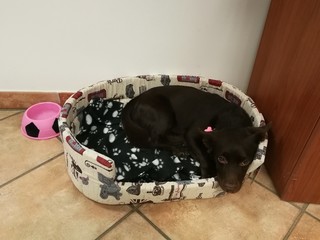 Cagnolino in cuccia © fotoforfun