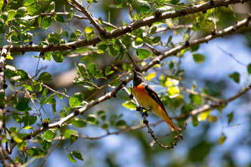 The small minivet is a small passerine bird. This minivet is found in tropical southern Asia