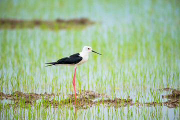 The black-winged stilt, common stilt, or pied stilt is a widely distributed very long-legged wader.