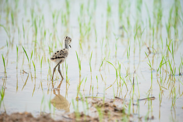 The black-winged stilt, common stilt, or pied stilt is a widely distributed very long-legged wader.