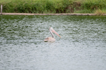 The spot-billed pelican or grey pelican (Pelecanus philippensis) is a member of the pelican family. It breeds in southern Asia.