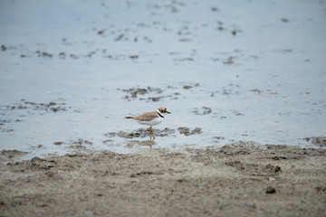 The little ringed plover