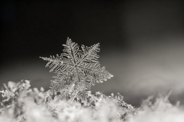 Natural snowflake close-up. Winter, cold.