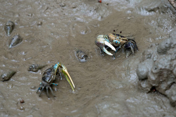 A fiddler crab, sometimes known as a calling crab, may be any of approximately 100 species of semi-terrestrial marine crabs