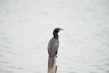 Little Cormorant