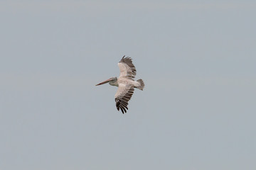 The spot-billed pelican or grey pelican (Pelecanus philippensis) is a member of the pelican family. It breeds in southern Asia.