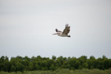 The spot-billed pelican or grey pelican (Pelecanus philippensis) is a member of the pelican family. It breeds in southern Asia.