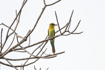 The blue-tailed bee-eater, it breeds in southeastern Asia.