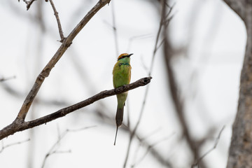 The green bee-eater or little green bee-eater is a near passerine bird in the bee-eater family.