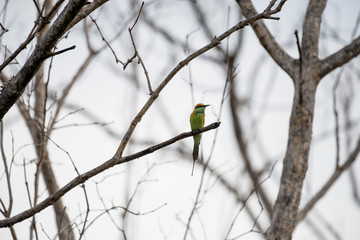 The green bee-eater or little green bee-eater is a near passerine bird in the bee-eater family.