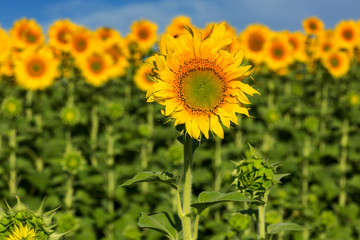 Fototapeta premium Sunflower field with cloudy blue sky