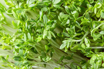 Cress sprouts isolated on white.
