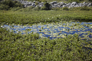 Obraz na płótnie Canvas Small pond with water lilies on a rocky island