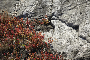rocky nature with small plants at rotes