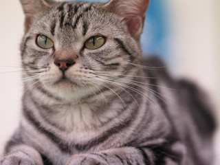 Fototapeta premium 猫カフェ