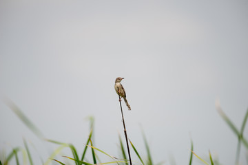 The plain prinia or white-browed wren-warbler