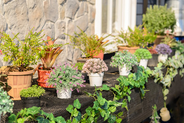 Fototapeta na wymiar Plant and flower pots decorating near brick wall outdoor.